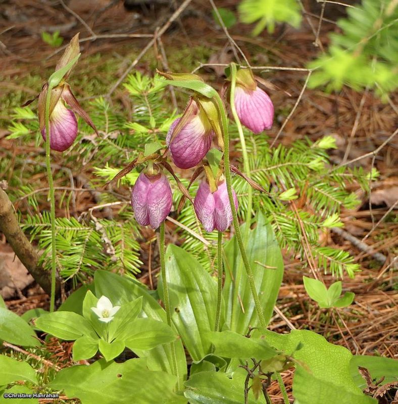 Pink lady's slipper orchids (Cypripedium acaule)