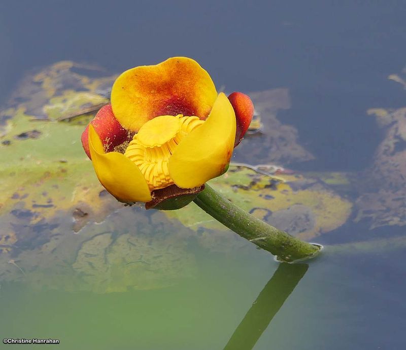 Yellow pond lily (Nuphar variegata)
