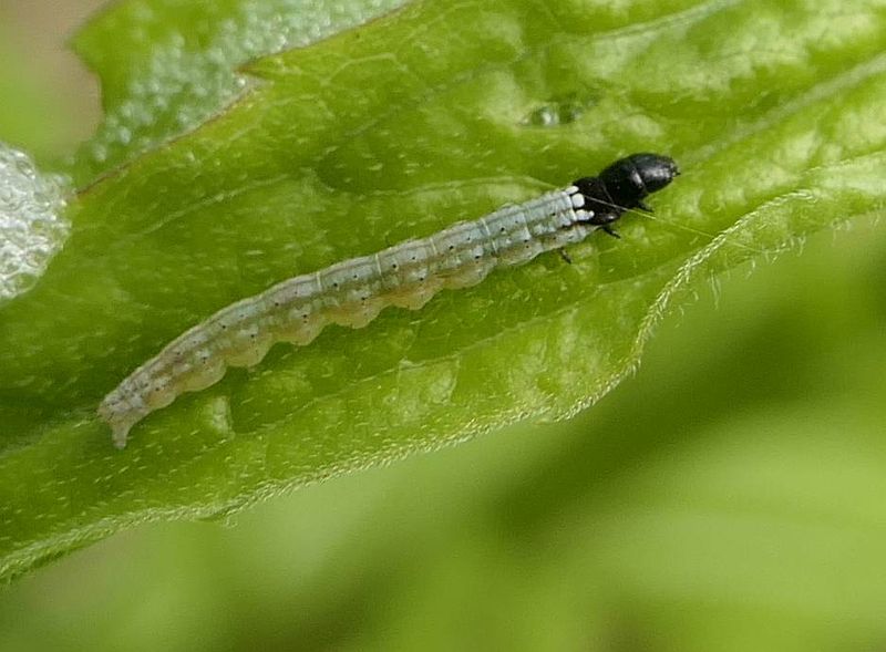 Dichomeris moth caterpillar