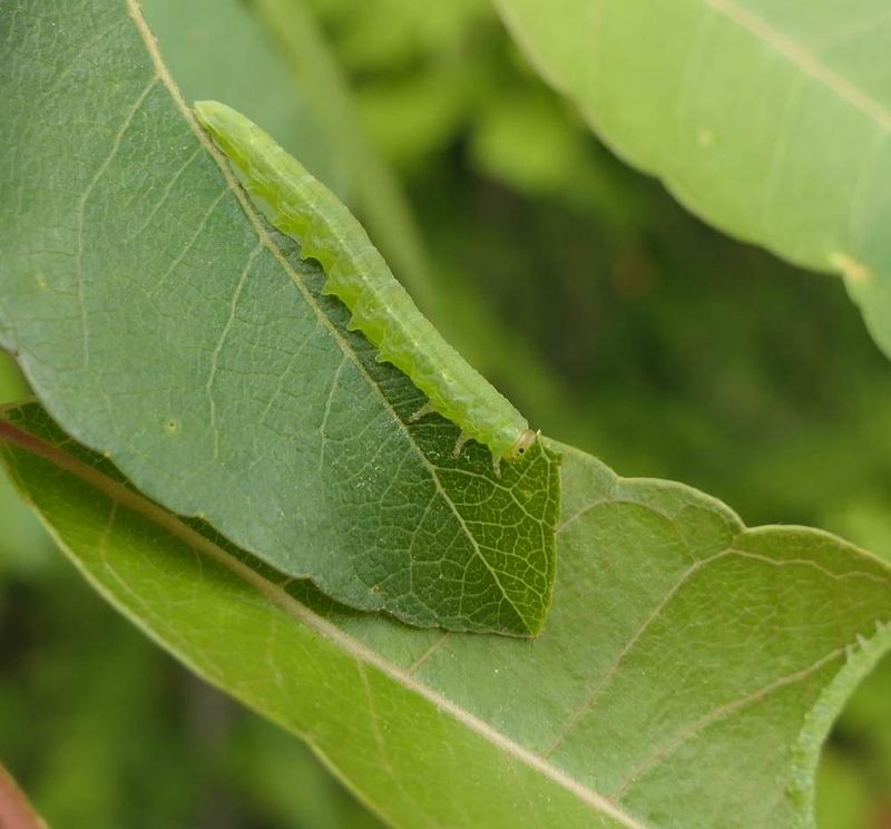 Noctuidae moth caterpillar