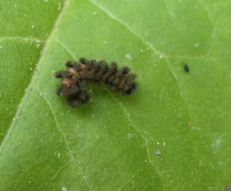 Moth caterpillar