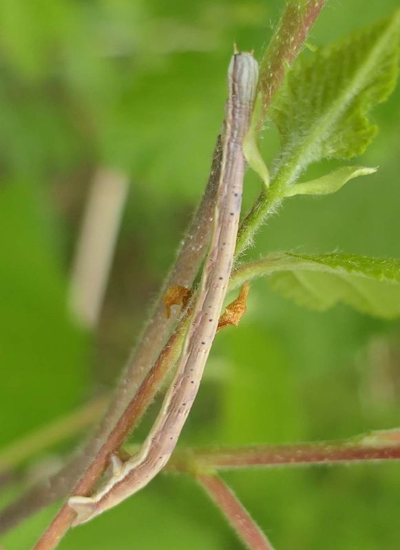 Geometer moth caterpillar
