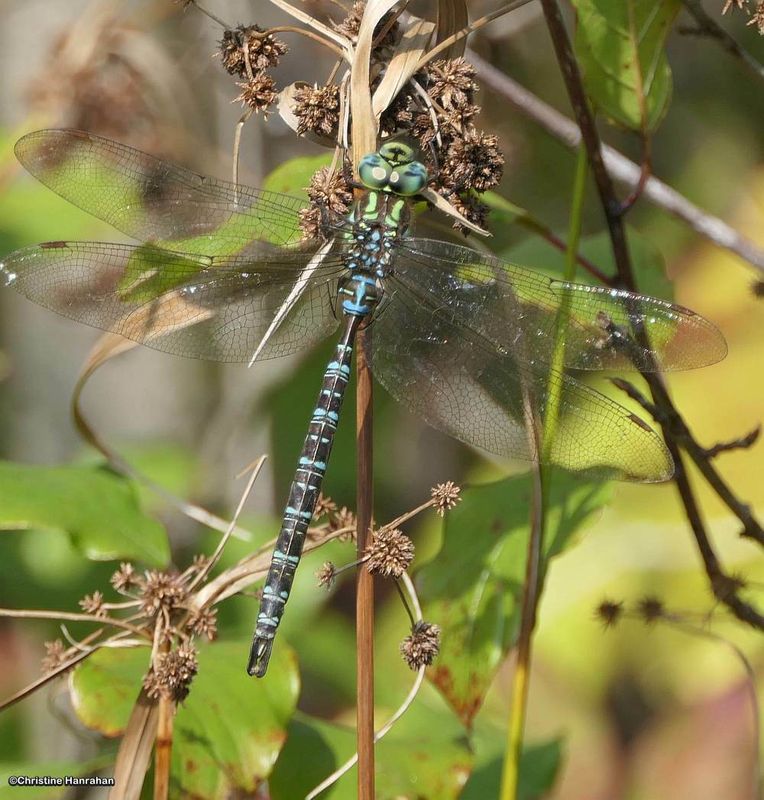 Shadow darner (Aeshna umbrosa)