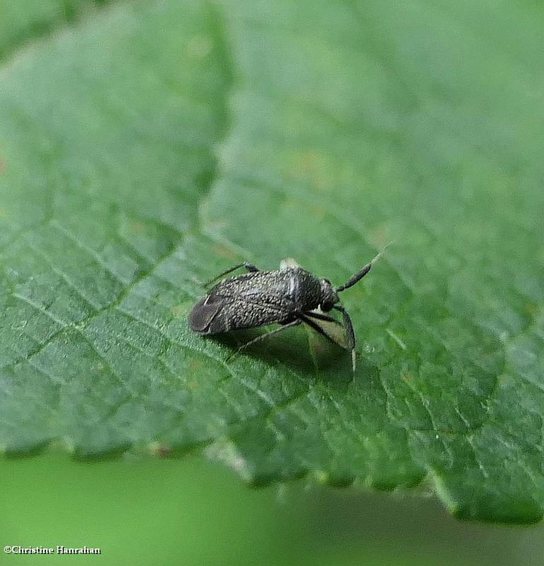 Plant bug (Atractotomus sp.)