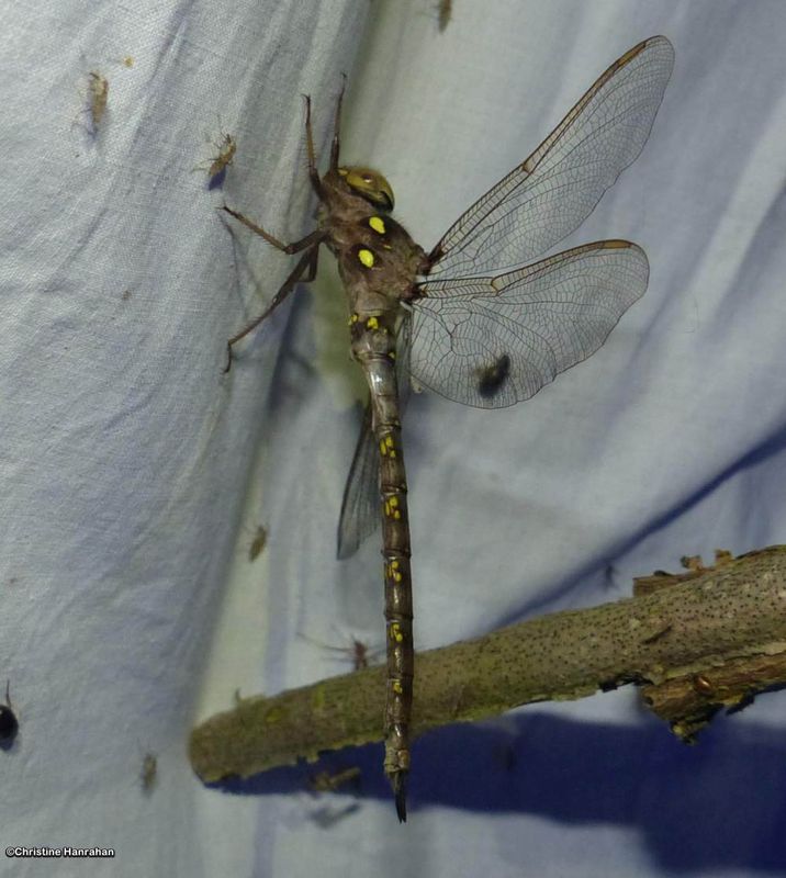 Fawn Darner (Boyeria vinosa)