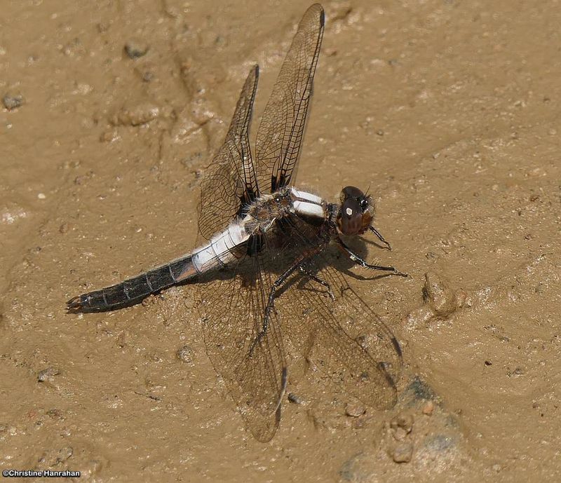 Chalk-fronted corporal  (Ladona julia)