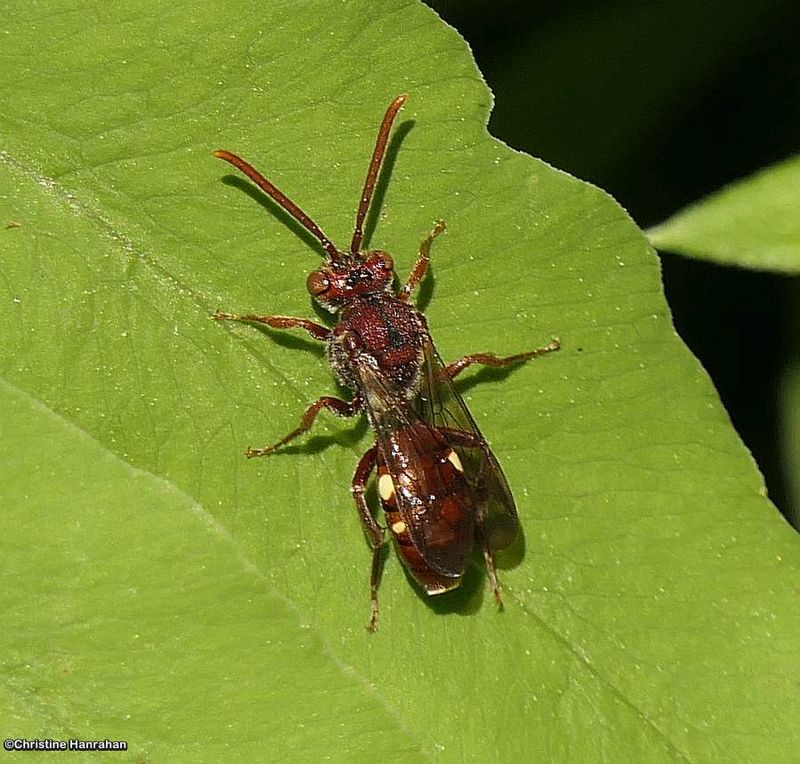 Nomad bee (Nomada)