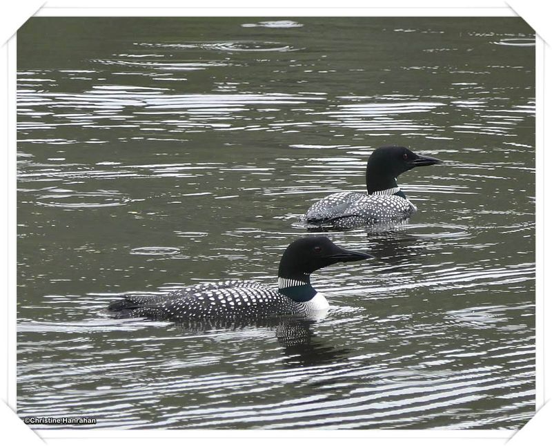 Common Loons