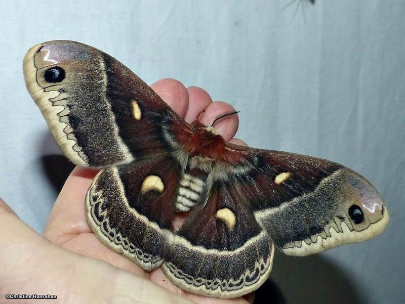 Columbia silk moth (Hyalophora columbia), #7768