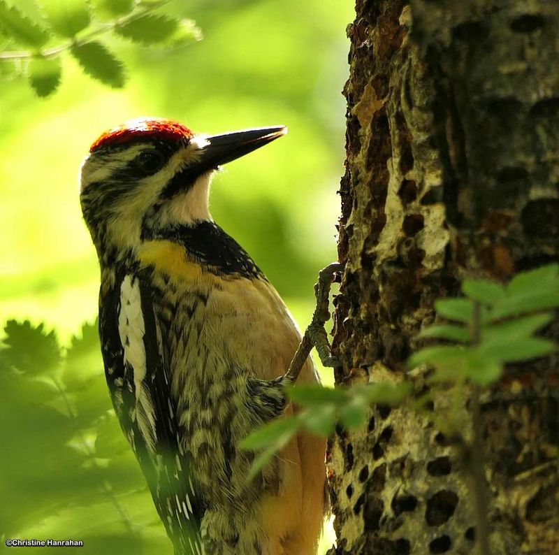 Yellow-bellied sapsucker, female
