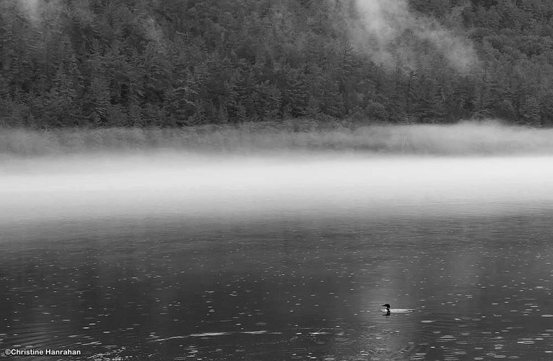 Loon on river