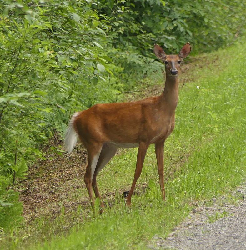 White-tailed deer (Odocoileus virginianus)