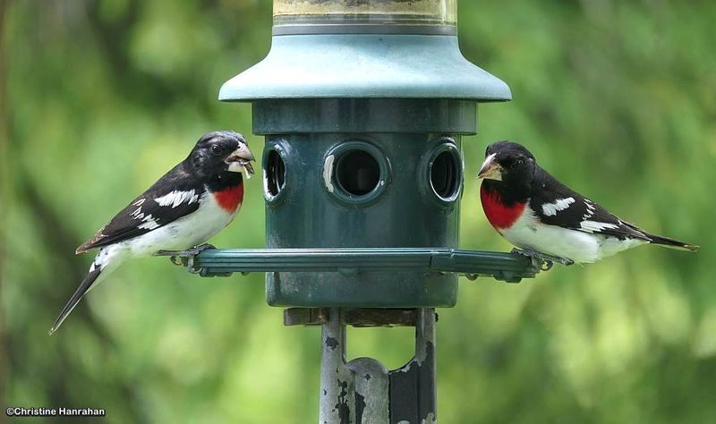 Rose-breasted grosbeaks, male