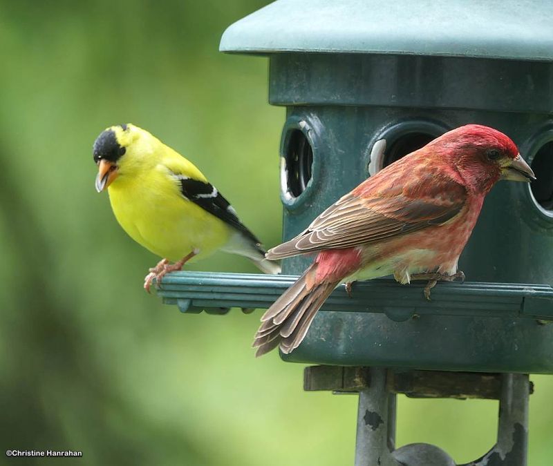 American goldfinch and purple finch, males