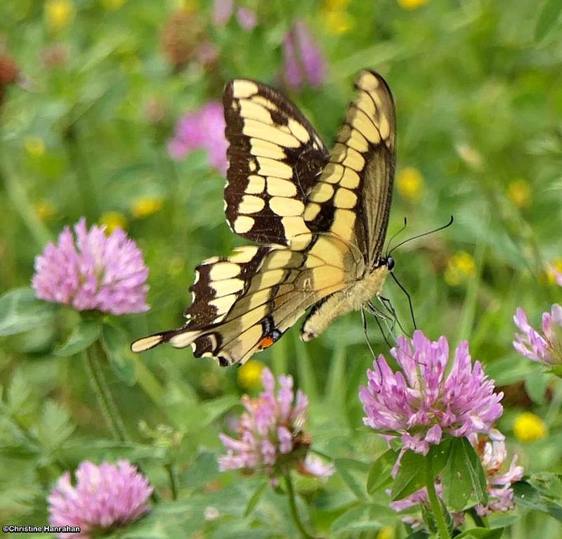 Eastern giant swallowtail (Heraclides cresphontes)