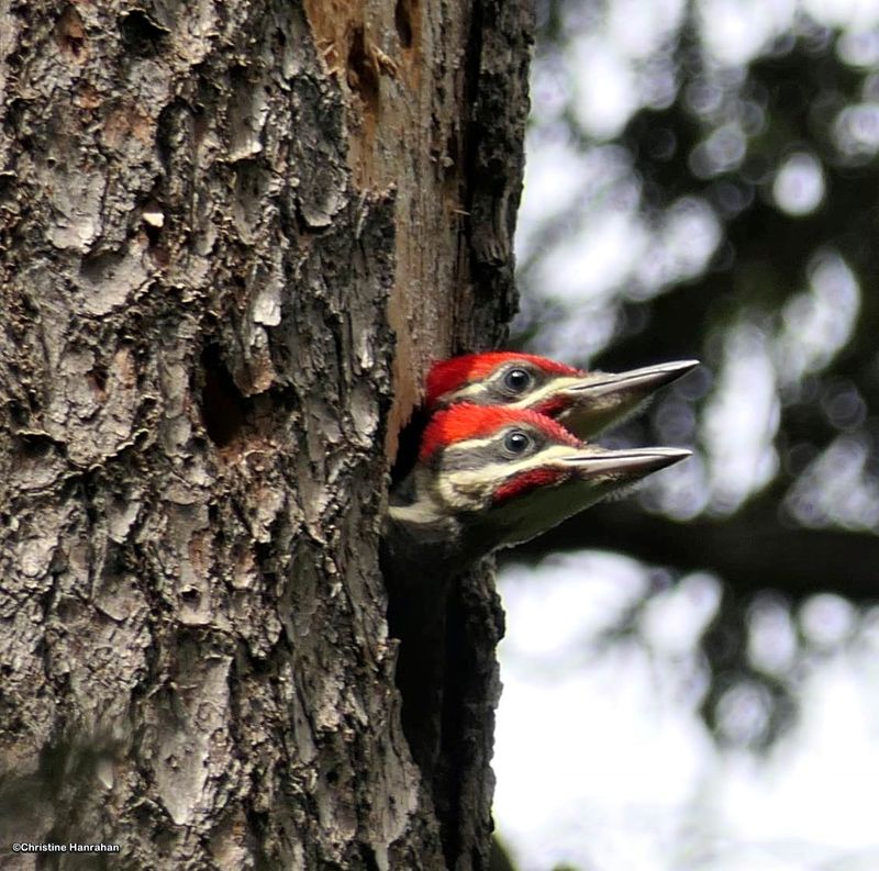 Pileated woodpecker