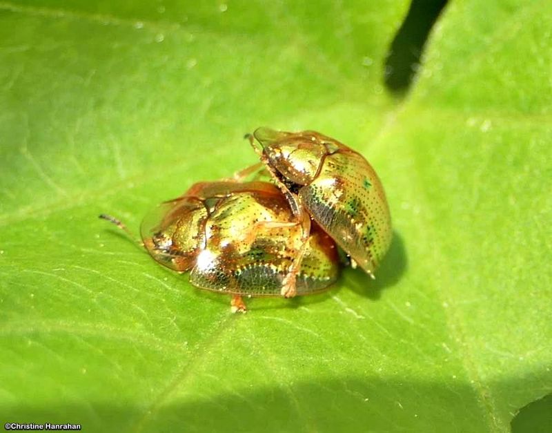 Golden tortoise beetles (Charidotella sexpunctata)