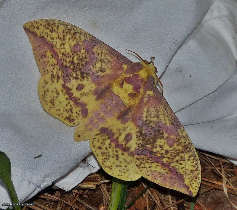 Canadian imperial moth (Eacles pini), #7704