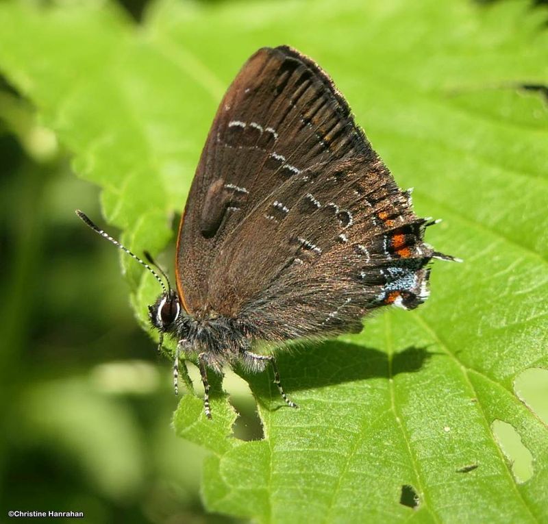 Banded hairstreak butterfly (Satyrium calanus)