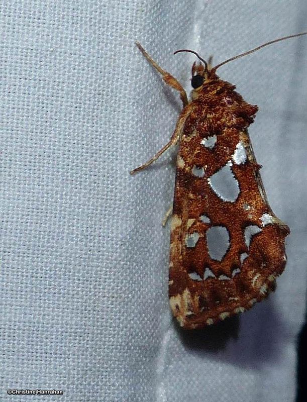 Silver-spotted fern moth (Callopistria cordata), #9633