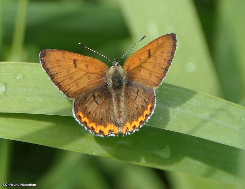 Bronze copper butterfly (Lycaena hyllus)