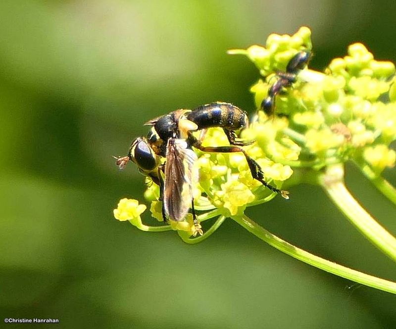 Feather-legged fly (Trichopoda plumipes)
