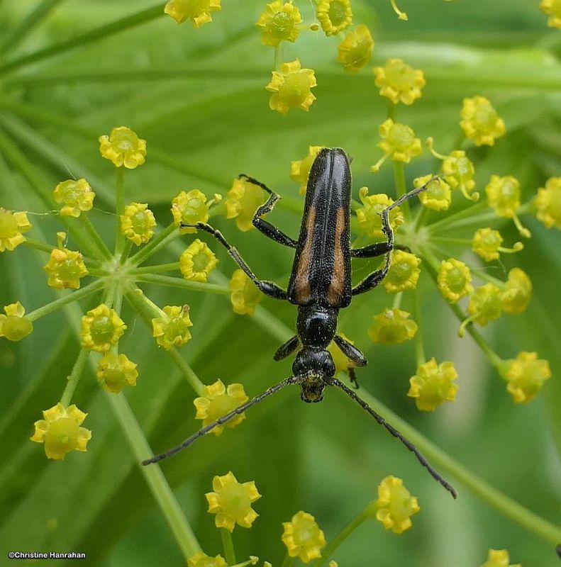 Flower longhorn beetle (Strangalepta abbreviata)