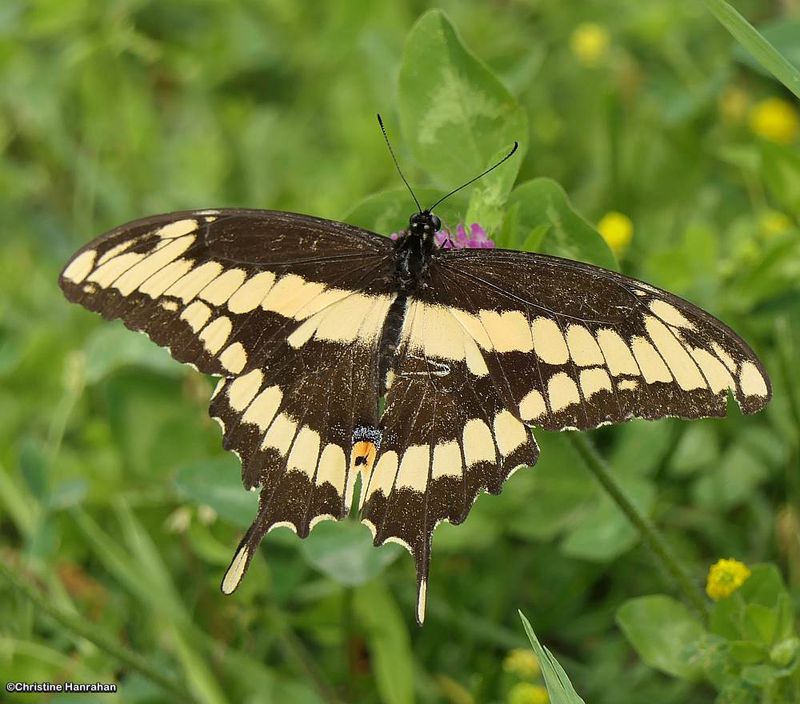 Eastern giant swallowtail (Heraclides cresphontes)