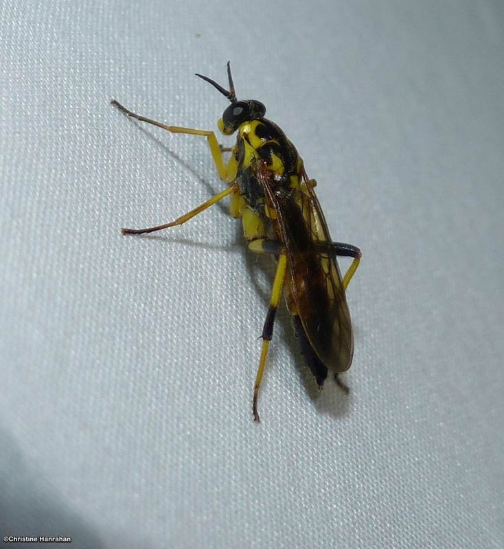 Wood Soldier Flies (Family:  Xylomyidae)