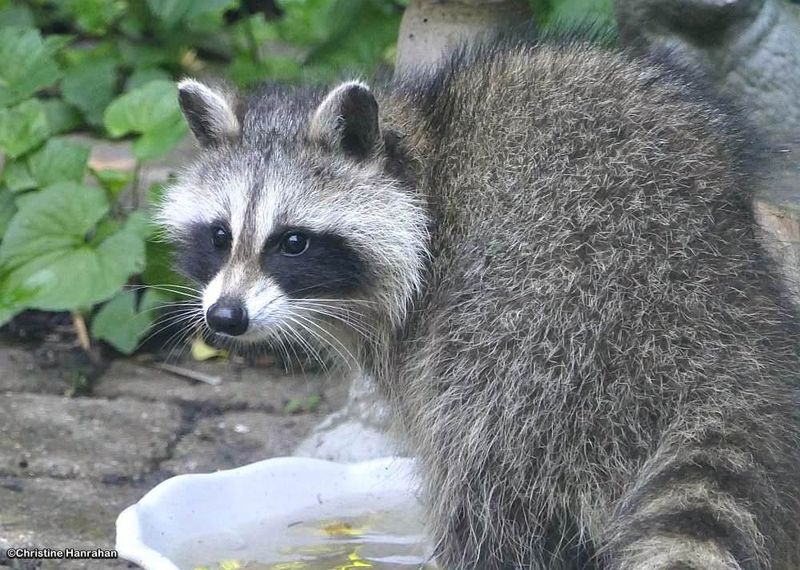 Raccoons