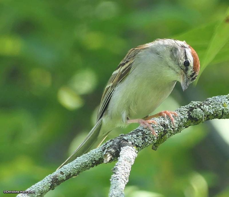Chipping Sparrow