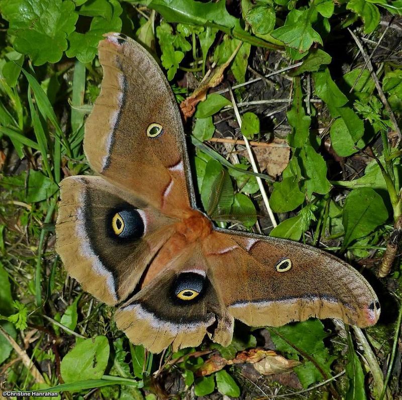 Polyphemus moth, male (Antherea polyphemus), #7757