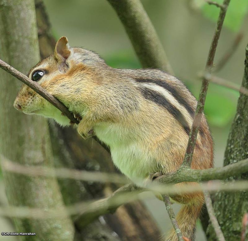 Eastern chipmunk  (Tamias striatus)