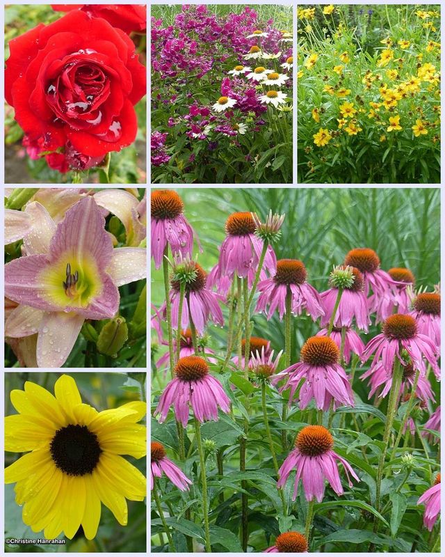 Midsummer Flowers