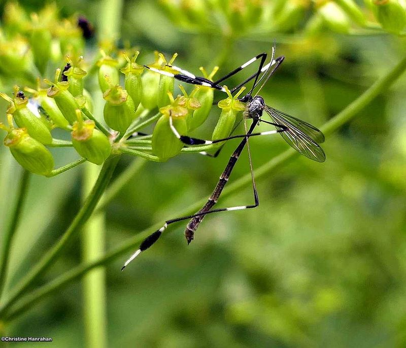 Craneflies (Infraorder: Tipulomorpha)