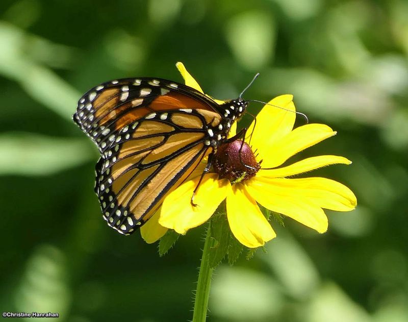 Monarch butterfly (Danaus plexippus)