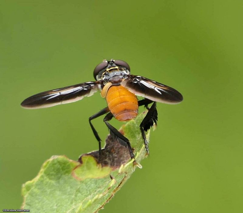 Feather-legged fly (Trichopoda pennipes)