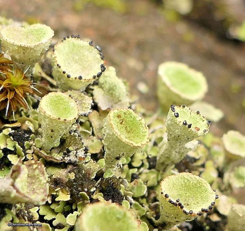 Lichens
