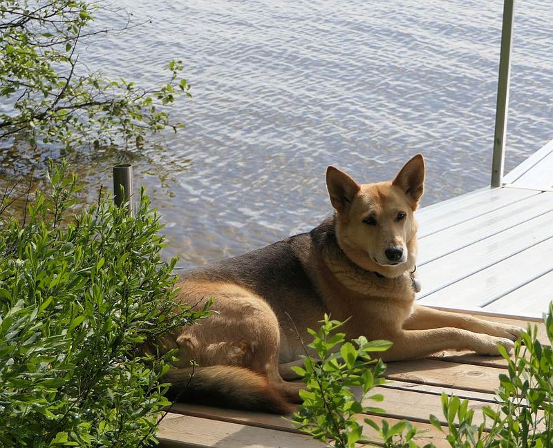 Cleo - sitting on the dock of the bay...