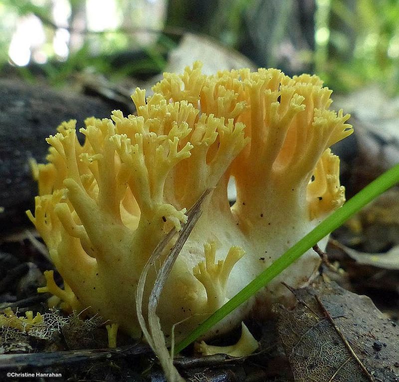 Coral fungus  (Ramaria)