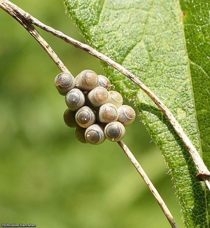 Stinkbug eggs (Pentatomidae)
