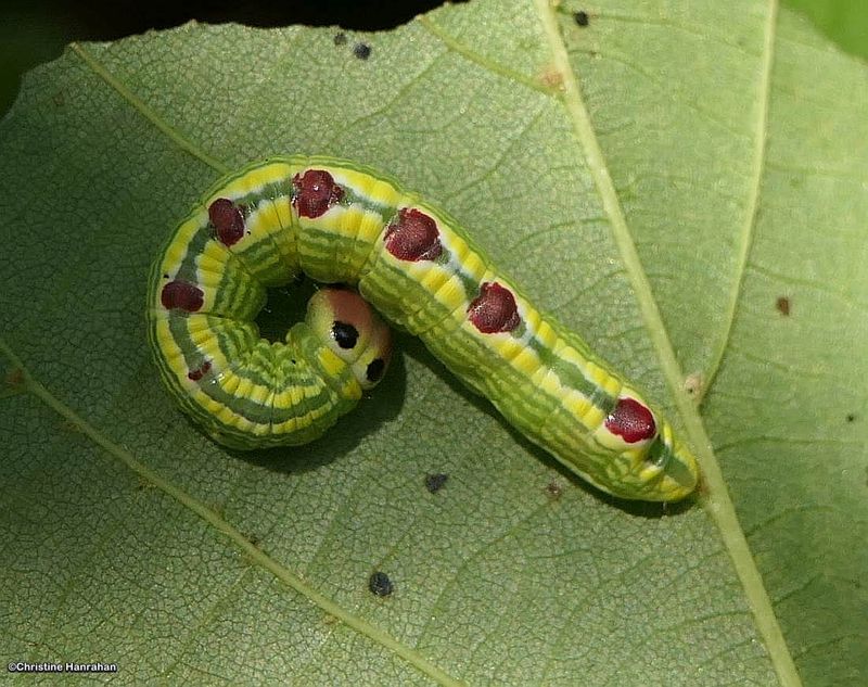 Linden prominent moth caterpillar  (Ellida caniplaga), #7930