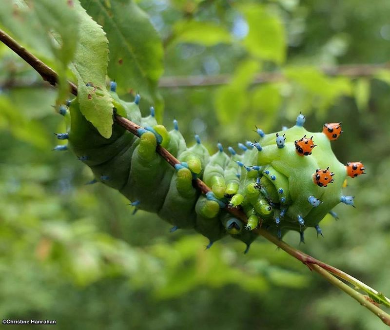Cecropia moth caterpillar (Hyalophora cecropia), #7767