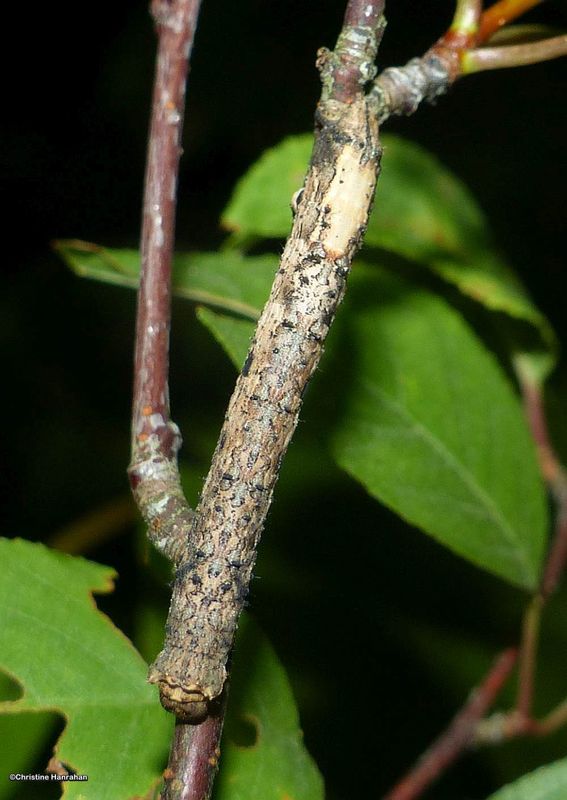 Spot the caterpillar