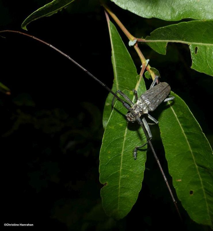 Northeastern Pine sawyer beetle (Monochamus notatus)