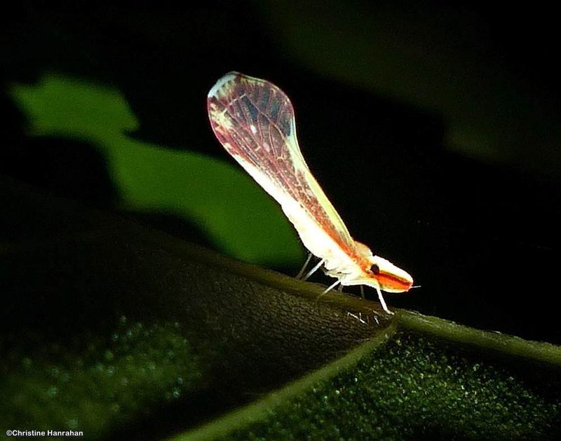 Derbid leafhopper (Shellenius ballii