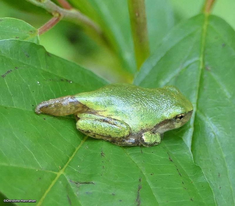 Gray treefrog  (Hyla versicolor)
