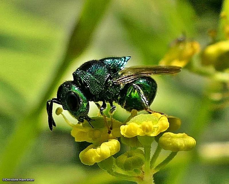 Perilampid wasp (Euperilampus triangularis)