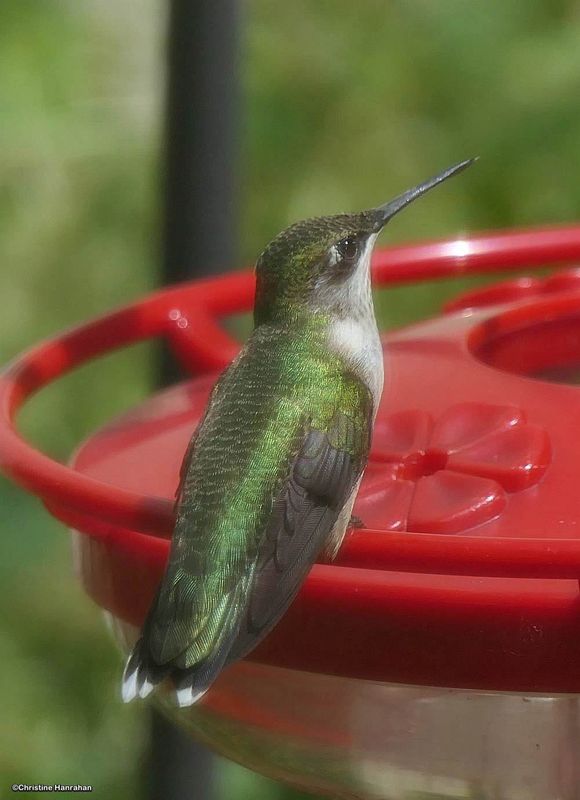 Hummingbirds