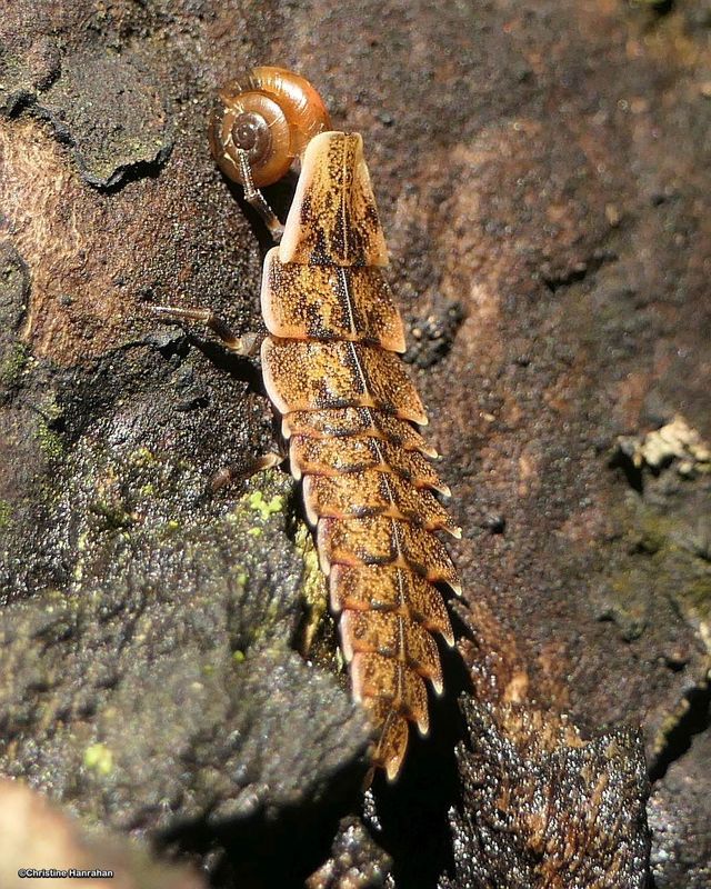 Firefly larva (Pyractomena) with Hairy Snail